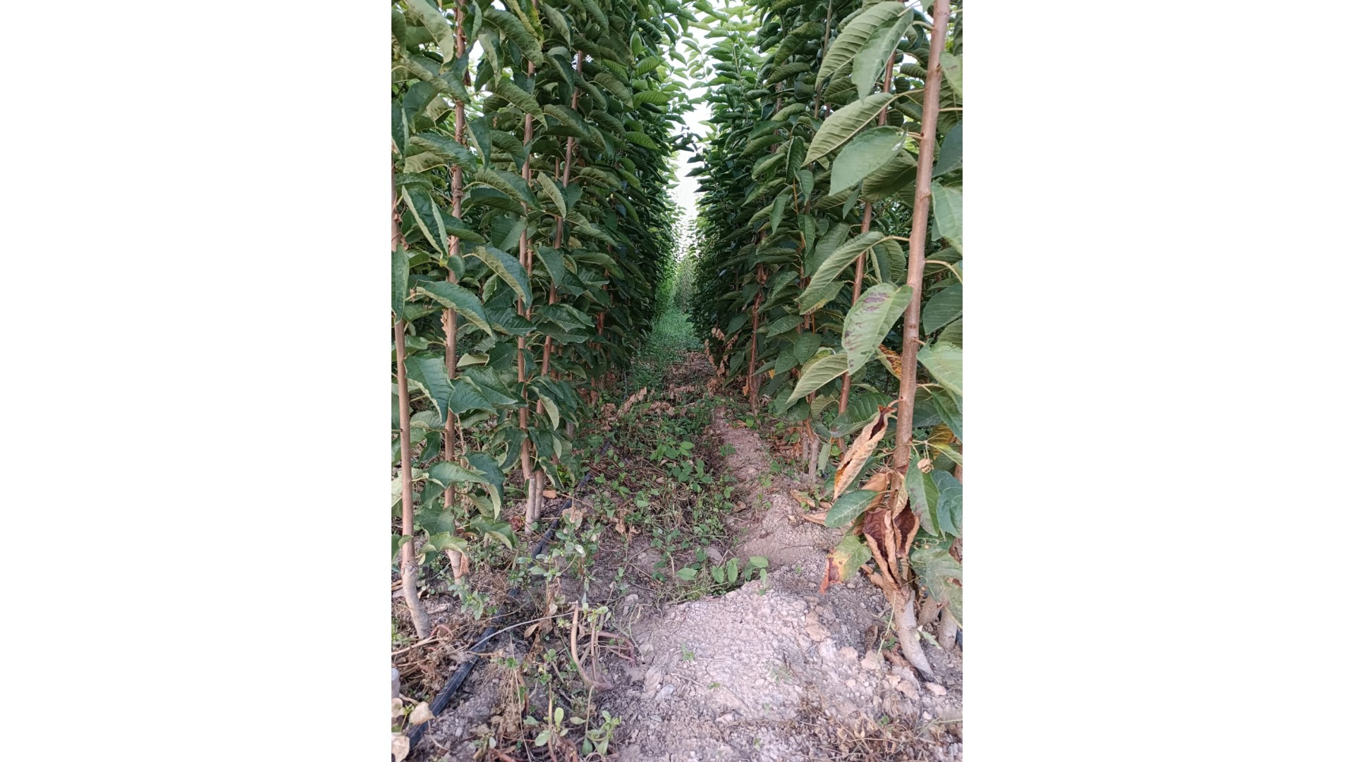 Aşılı ve Sertifikalı Meyve Fidanı Üretimi