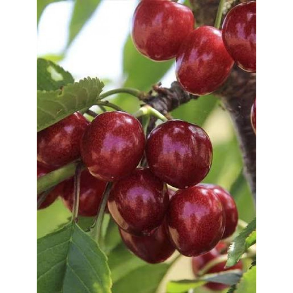 Aşılı Dalbastı Kiraz Fidanı