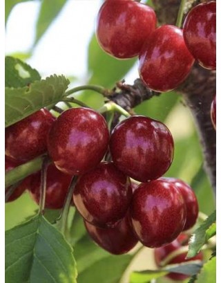 Aşılı Dalbastı Kiraz Fidanı