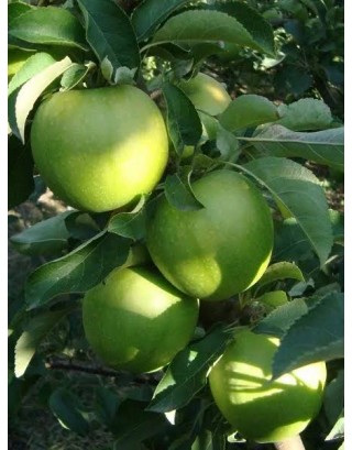 Aşılı Granny Smith Elma Fidanı