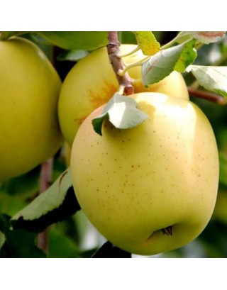 Aşılı Golden Elma Fidanı