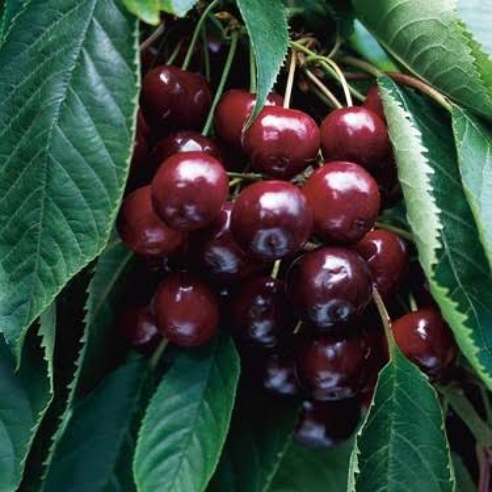 Napolyon kiraz fidanı