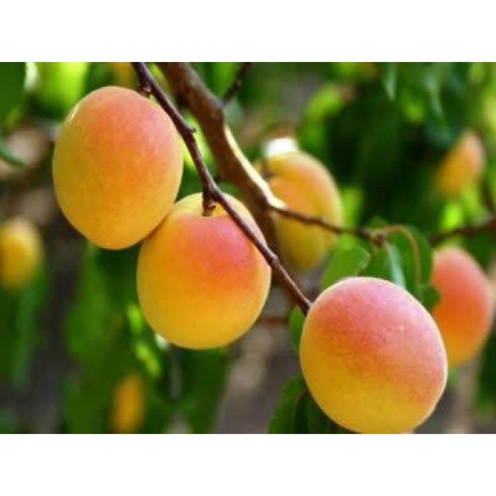 Aşılı Hacıhaliloğlu kayısı fidanı