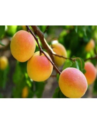 Aşılı Hacıhaliloğlu kayısı fidanı