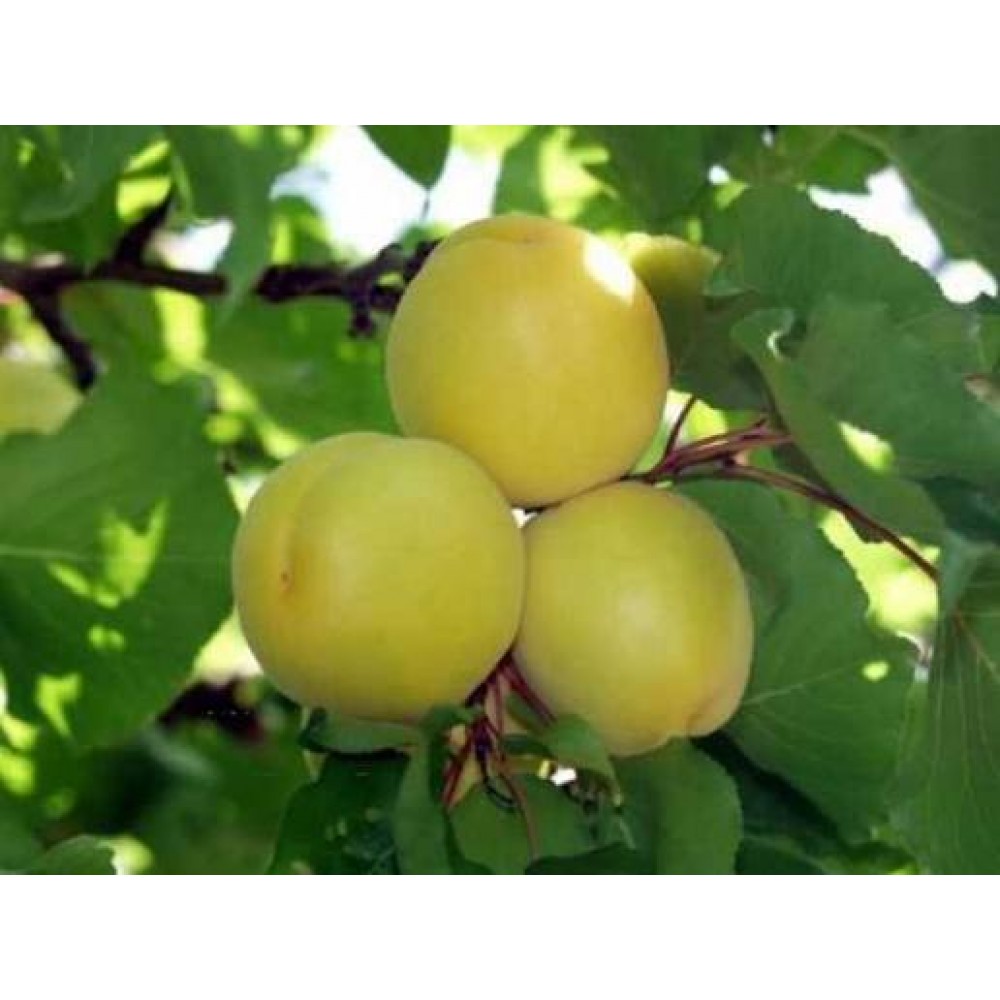 Aşılı Hasanbey Kayısı Fidanı