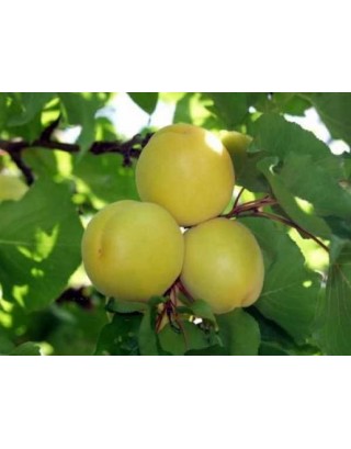 Aşılı Hasanbey Kayısı Fidanı