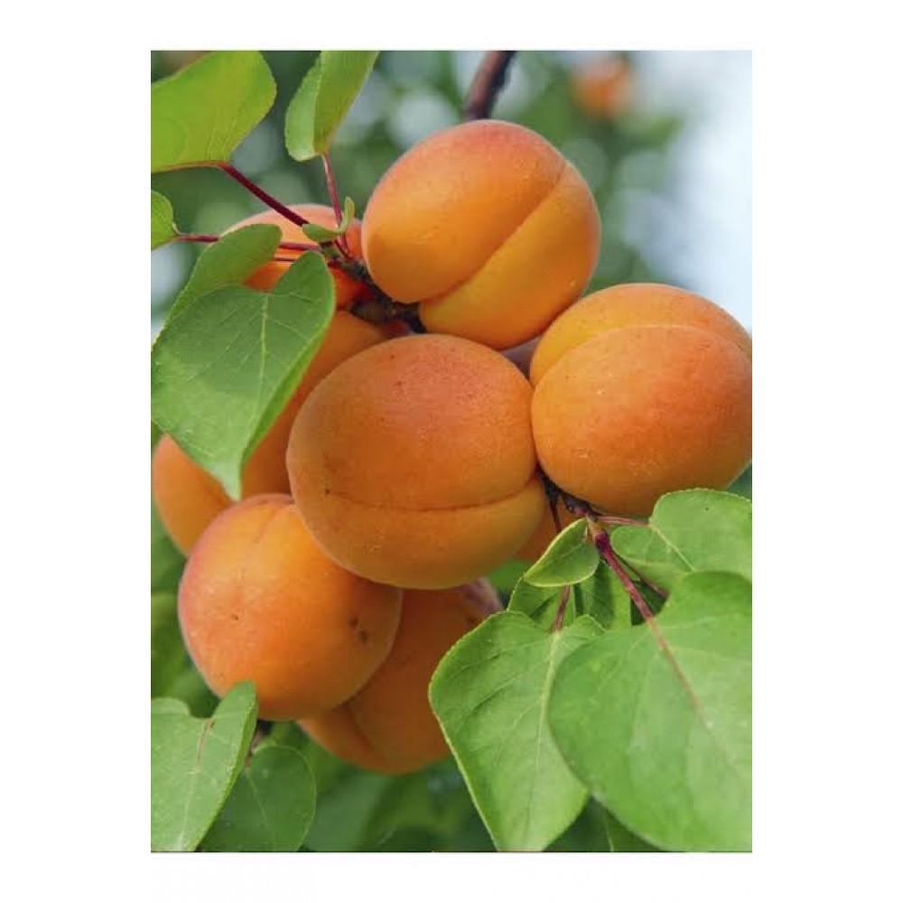 Aşılı Kaba aşı kayısı fidanı