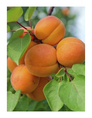 Aşılı Kaba aşı kayısı fidanı