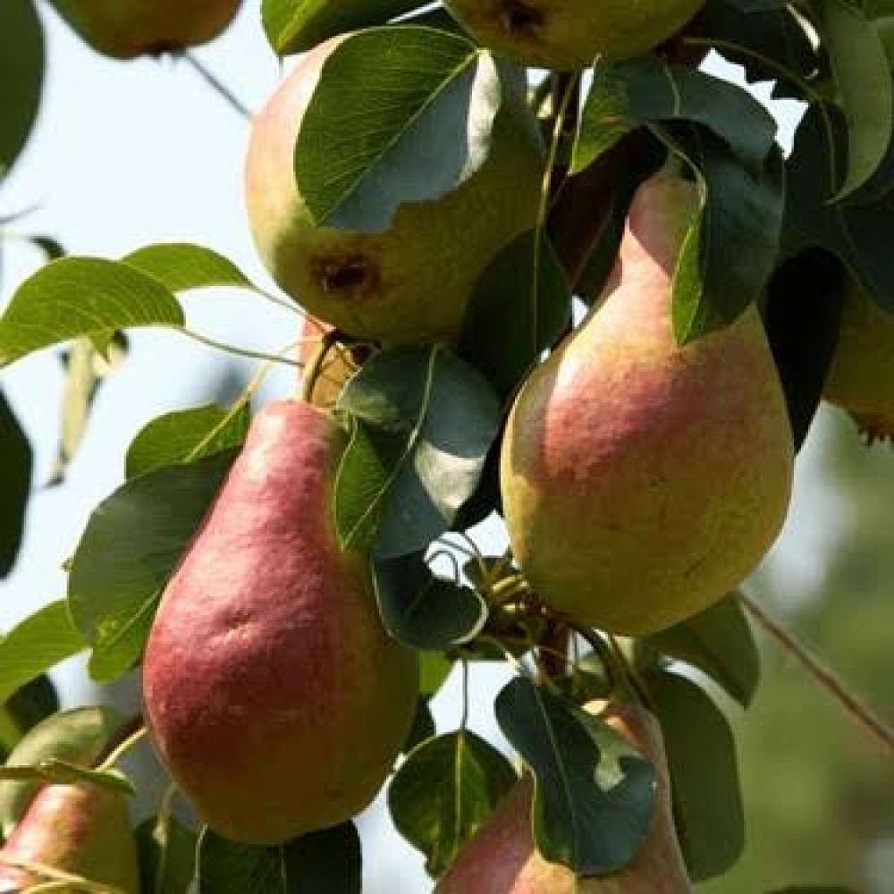 Aşılı Bal Armut Fidanı