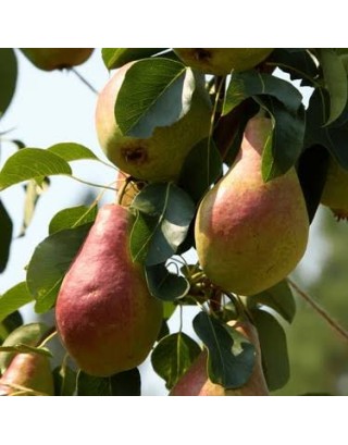 Aşılı Bal Armut Fidanı